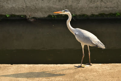 View of a bird on the wetland