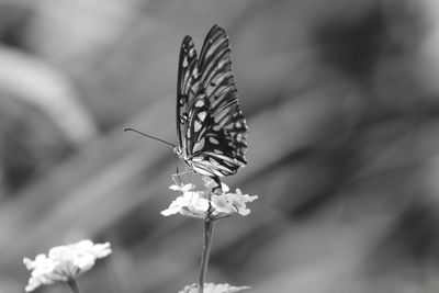 Close-up of butterfly pollinating on flower