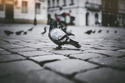 Close-up of bird perching on stone wall