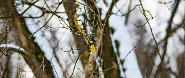 Close-up of tree branch