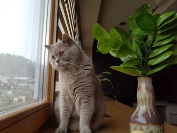 Portrait of cat sitting on window sill at home