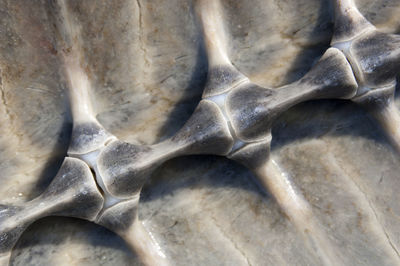 Spine of a sea turtle in its shell