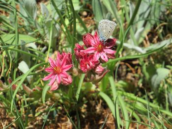 Close-up of pink flowering plants on land