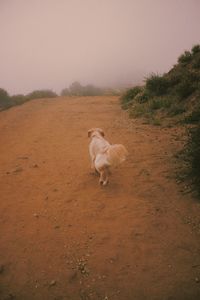 Dog running in a field