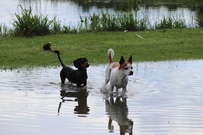 Two dogs in a lake