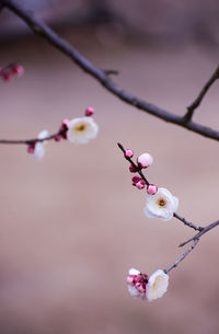 Close-up of white cherry blossom