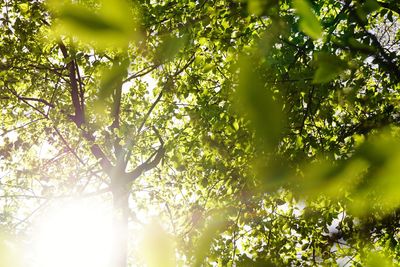 Low angle view of trees in forest on sunny day