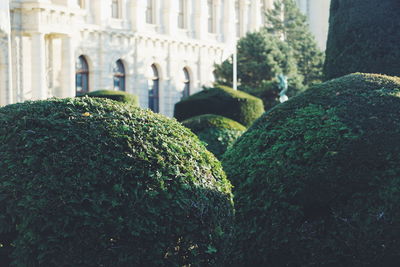 Topiary against building