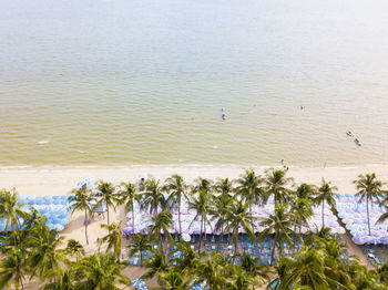 High angle view of flowering plants by sea