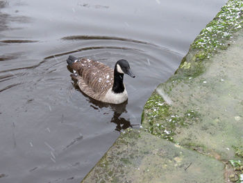 High angle view of duck swimming on lake