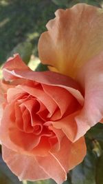 Close-up of orange rose