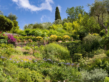 Scenic view of flowering plants and trees against sky