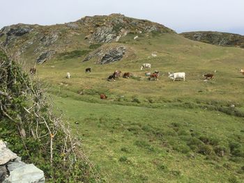 Cows grazing in field