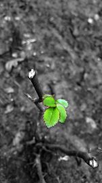 Close-up of green leaf on plant