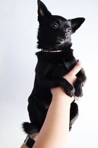 Midsection of person holding black dog