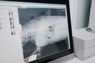 X ray illustration of mammal animal skeleton on desktop computer screen in veterinary clinic