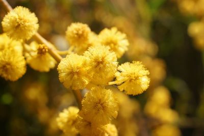 Close-up of yellow flowering plant