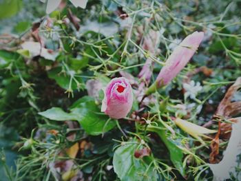 Close-up of pink flower