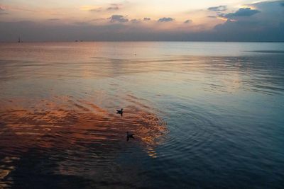 View of birds on sea during sunset