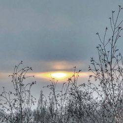 Silhouette bare trees against sky during sunset