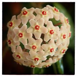 Close-up of christmas flowers