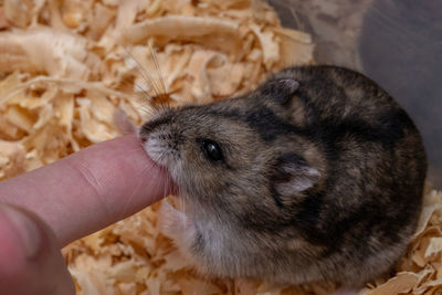 Close-up of hand holding animal