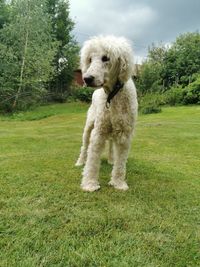 Dog running on field