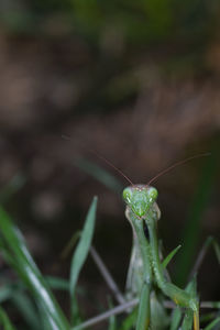 Mantis patiently posing and lurking. close up of insect in the nature