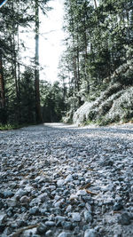 Surface level of river flowing in forest