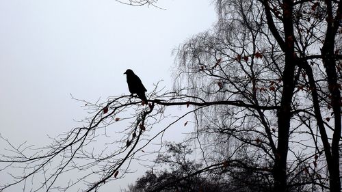 Low angle view of bird perching on bare tree against sky