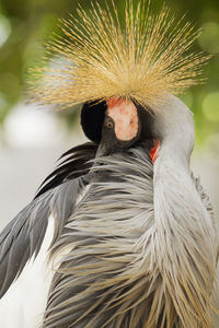 Close-up of bird