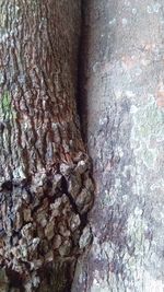 Full frame shot of tree trunk