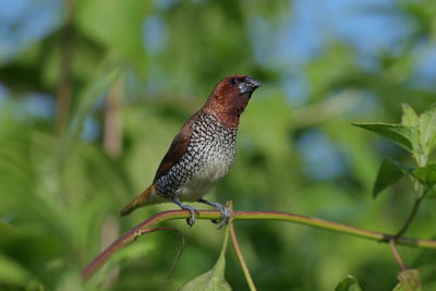 Close-up of bird perching on plant