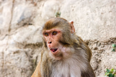 Portrait of monkey