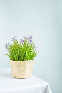 Close-up of potted plant in basket against wall