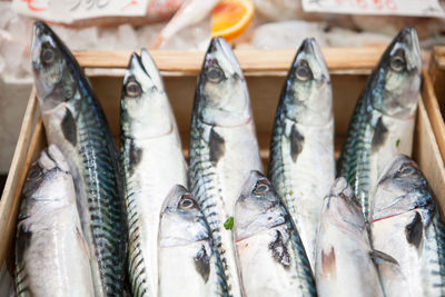 Close-up of fish for sale in market