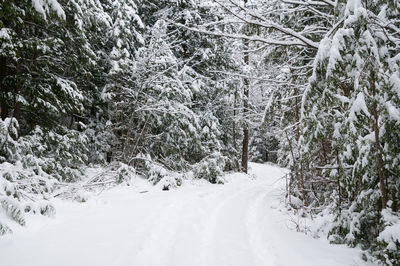 Snow covered trees in forest