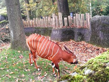 Horse standing in park