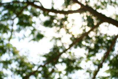 Low angle view of trees against sky