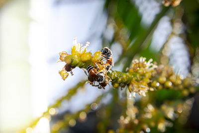 Close-up of bee pollinating on flower