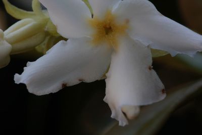 Close-up of white flower