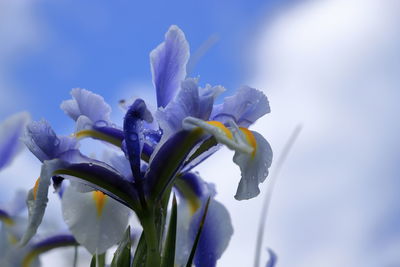 Close-up of white flowering plant against blue sky