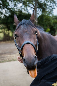 Close-up of horse standing outdoors