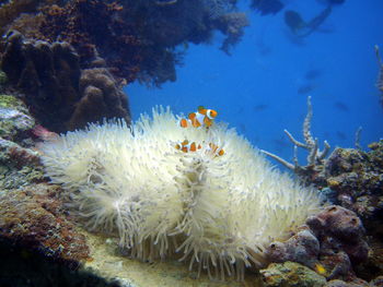 Clown fish swimming by sea anemone