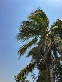 Low angle view of palm tree against clear sky