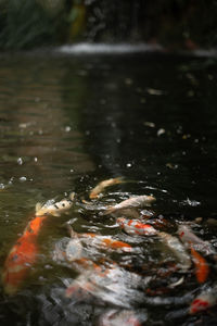 High angle view of fish swimming in lake