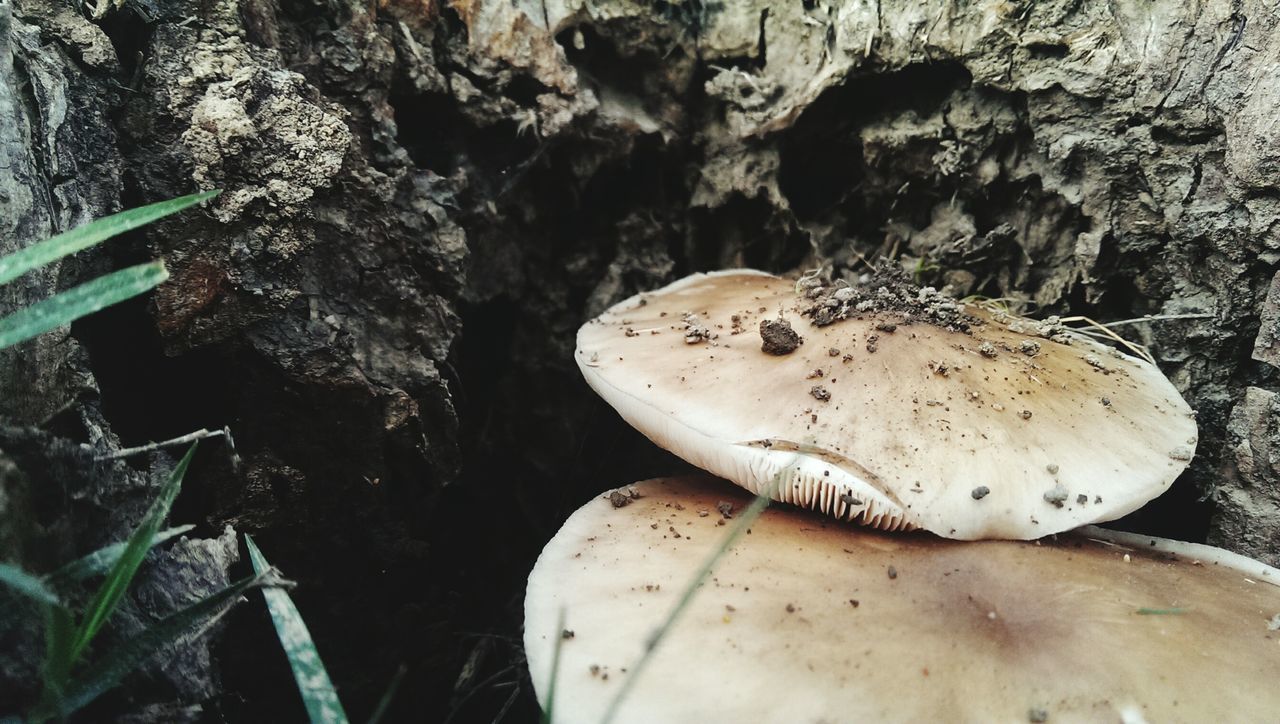 mushroom, fungus, nature, close-up, forest, growth, high angle view, rock - object, wildlife, day, no people, outdoors, plant, tree trunk, toadstool, wood - material, beauty in nature, edible mushroom, textured, rock