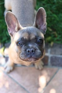 Close-up portrait of a dog