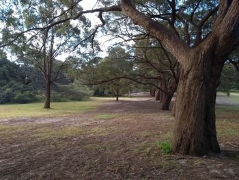 Trees on field in forest