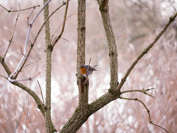 Bird perching on branch